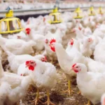 kfc drops its commitment to using higher-welfare slower-growing chickens in the uk