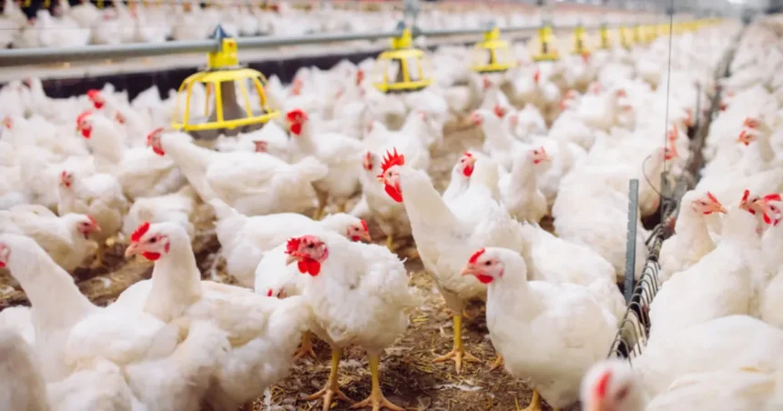 kfc drops its commitment to using higher-welfare slower-growing chickens in the uk