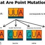 which is a frameshift mutation? substitution nonsense silent deletion