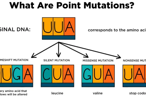 which is a frameshift mutation? substitution nonsense silent deletion