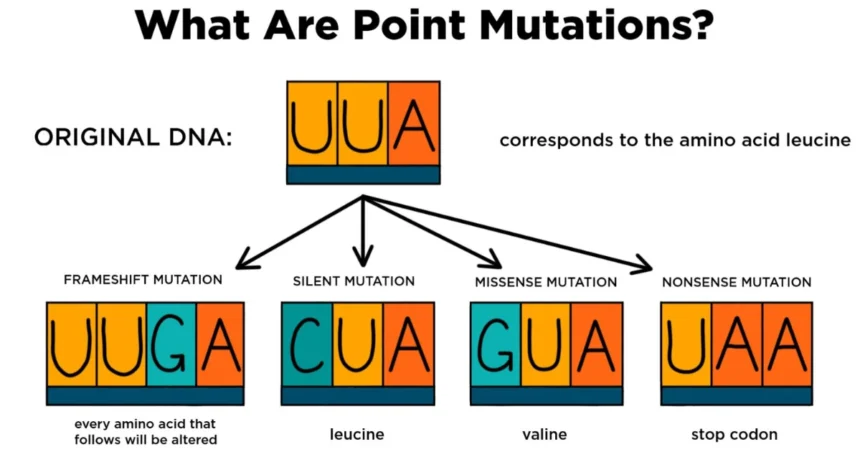 which is a frameshift mutation? substitution nonsense silent deletion