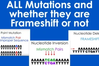 which is a point mutation and not a frameshift mutation?