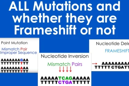 which is a point mutation and not a frameshift mutation?