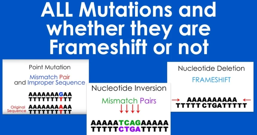 which is a point mutation and not a frameshift mutation?